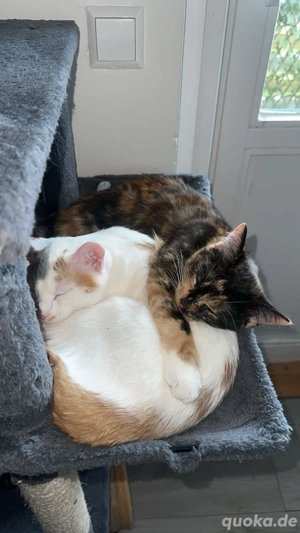    Zwei liebevolle Jungkatzen suchen ein neues Zuhause   