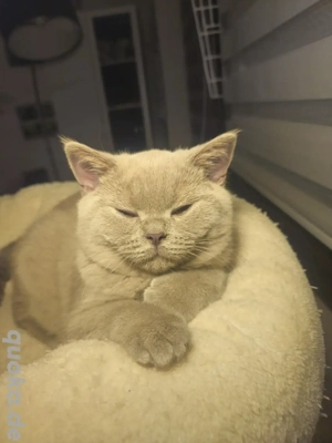 wunderschöne BKH in lilac