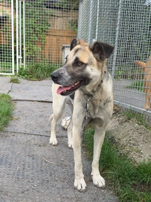 Notfall Malinois-Tornjak Mischlings-Hündin Sofia sucht ein Zuhause Bild 6