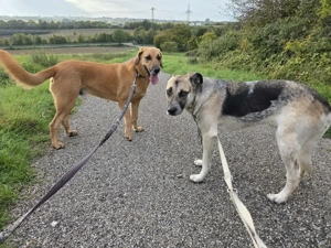 Notfall Malinois-Tornjak Mischlings-Hündin Sofia sucht ein Zuhause Bild 2
