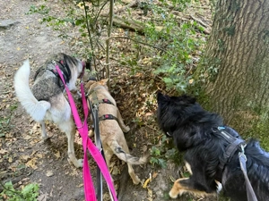 Notfall Malinois-Tornjak Mischlings-Hündin Sofia sucht ein Zuhause Bild 3