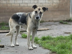 Notfall Malinois-Tornjak Mischlings-Hündin Sofia sucht ein Zuhause Bild 8