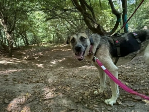 Notfall Malinois-Tornjak Mischlings-Hündin Sofia sucht ein Zuhause Bild 7