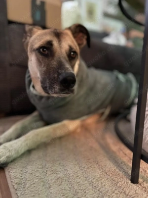 Notfall Malinois-Tornjak Mischlings-Hündin Sofia sucht ein Zuhause Bild 5