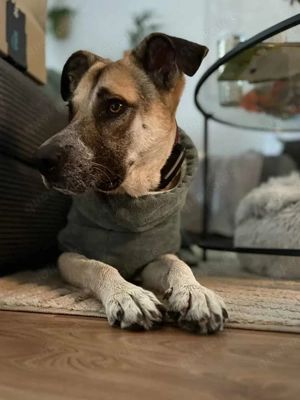 Notfall Malinois-Tornjak Mischlings-Hündin Sofia sucht ein Zuhause Bild 4