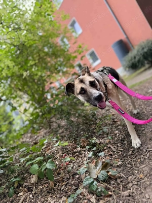 Notfall Malinois-Tornjak Mischlings-Hündin Sofia sucht ein Zuhause Bild 9