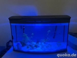 AQUARIUM mit Filter und Heizstab   Guppy Und garnele 