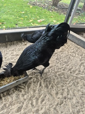 Ayam Cemani Hahn 