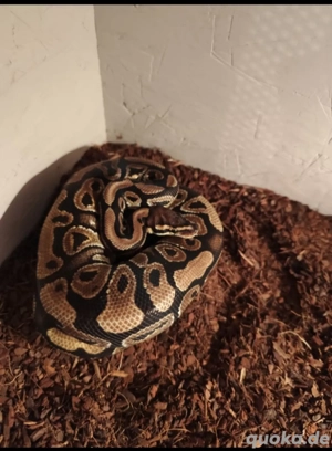 1.0 Königspython,het Clown