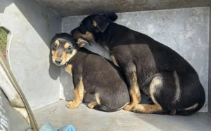 Kleine Maus Lando Bild 2