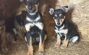 Kleine Maus Lando Bild 6