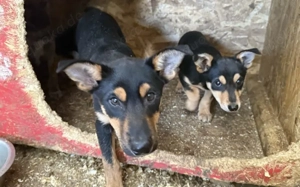 Kleine Maus Lando Bild 8