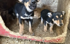 Kleine Maus Lando Bild 9