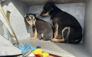 Kleine Maus Lando Bild 3