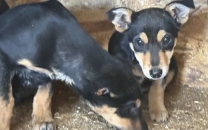 Kleine Maus Lando Bild 7