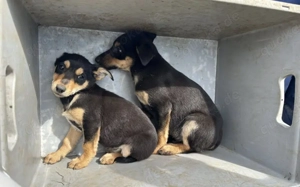 Kleine Maus Lando Bild 5