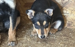 Kleine Maus Lando Bild 10