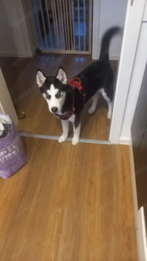husky welpe 