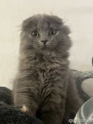 Wunderschöne BKH SCF Kitten 