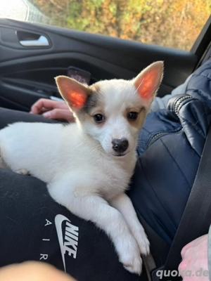 Zwergspitz-Yorkshiere Terrier Mix 