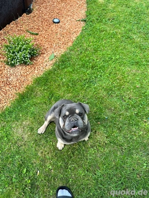 Französische Bulldoggen 