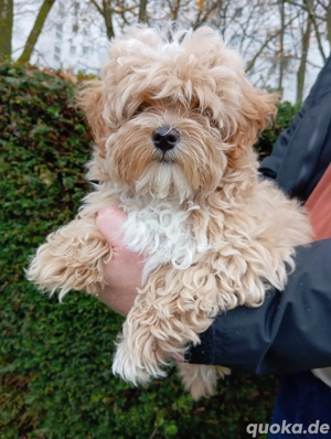 Maltipoo Welpen.  Abgabebereit. 