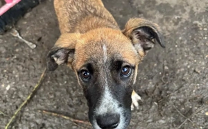 Kleine Kämpferin Lumina will sich in dein Herz kämpfen Bild 2