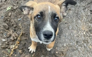 Kleine Kämpferin Lumina will sich in dein Herz kämpfen Bild 6