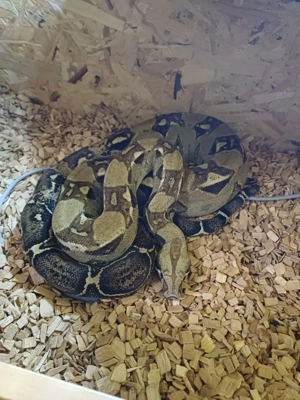Eine Boa constrictor imperator abzugeben. 