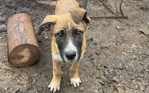 Kleine Kämpferin Lumina will sich in dein Herz kämpfen