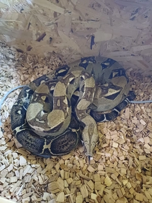 Eine Boa constrictor imperator abzugeben.  Bild 2
