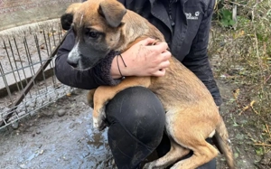 Kleine Kämpferin Lumina will sich in dein Herz kämpfen Bild 5