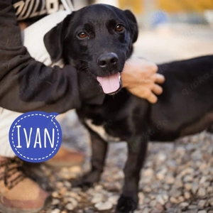 Ivan, lieber und verschmuster Dackel Mischling