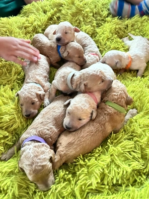 Pudel Königspudel Riesenpudel Standardpudel weiß apricot braun Hund Haustier Tier Begleiter