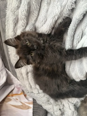 Katzenbabys 12 Wochen alt 