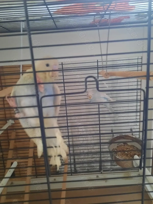 Wellensittich Pärchen, das Weibchen ist Handzahm