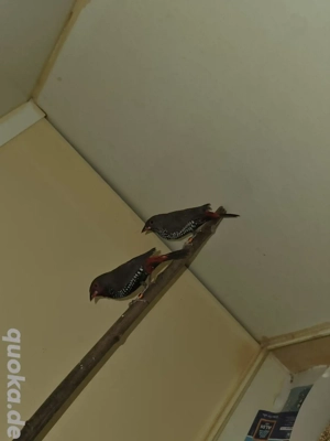 Gemalte Amadinen Paar 