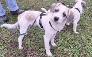 Clyde: Kleiner Sonnenschein mit großem Herz