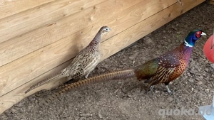 jagdfasan naturbrut aus 2025 