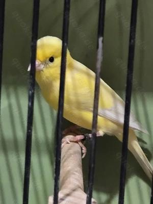 Irish Fancy Kanarienvögel