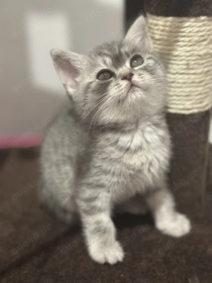 BKH tebby Mix 10 wochen