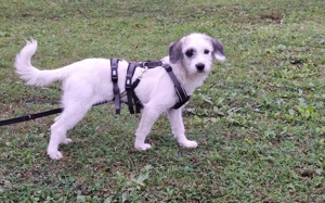 Bonnie möchte mit dir auf Streifzug gehen