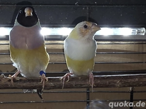 Gouldamadinen Hennen 