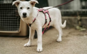  Snowie   klug, freundlich und abenteuerlustig!