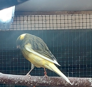 Kanarienvögel Yorkshire Hahn