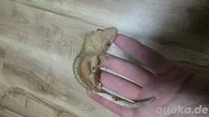 kronengecko Crested gecko 100% het axanthic  männchen 
