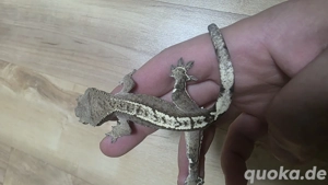 100% het axanthic männchen kronengecko Crested gecko  Bild 3