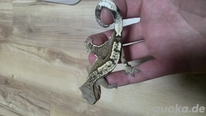 100% het axanthic männchen kronengecko Crested gecko  Bild 2