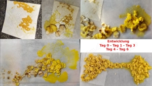 Blob - der etwas andere Pflegling (Physarum polycephalum)