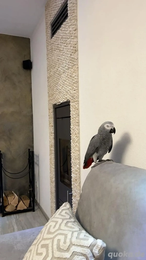 Graupapgei Männlich